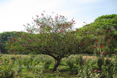 Erythrina herbacea